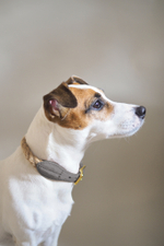 Ошейник "Кантри-пони" Графит (льняной канат)