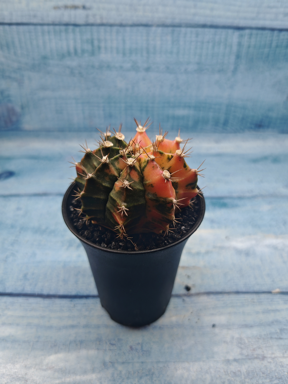 Gymnocalycium Variegata (Гимнокалициум Вариегатный)