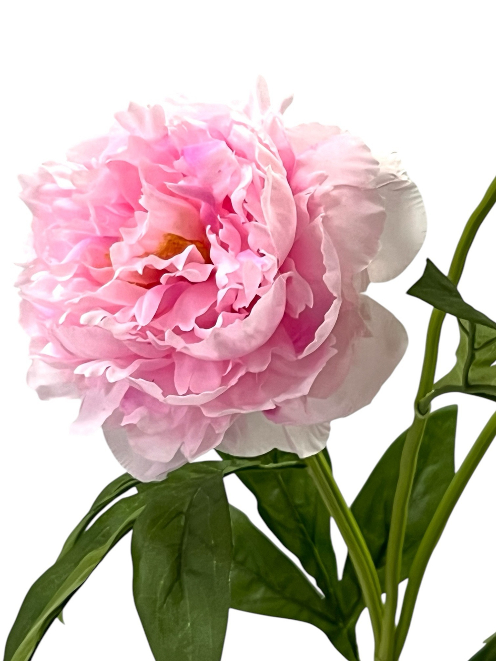 Пион розовый