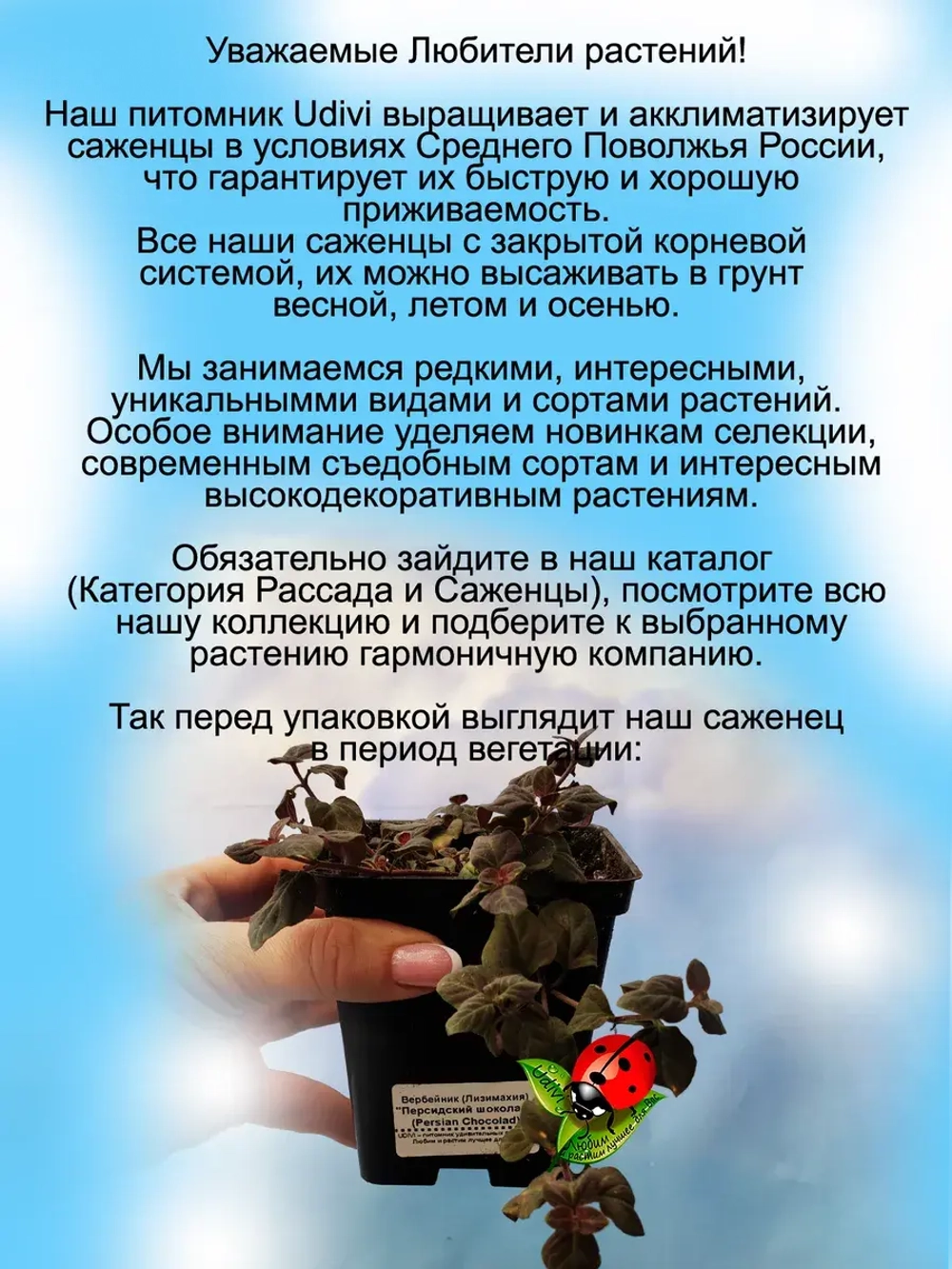 Вербейник Персидский шоколад Лизимахия
