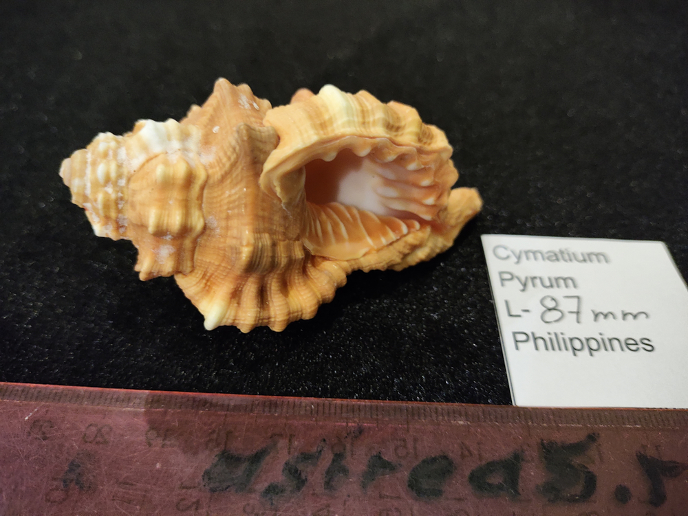 Циматиум Пирум "70-90-100мм"