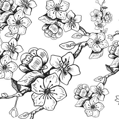 Вишня в цвету