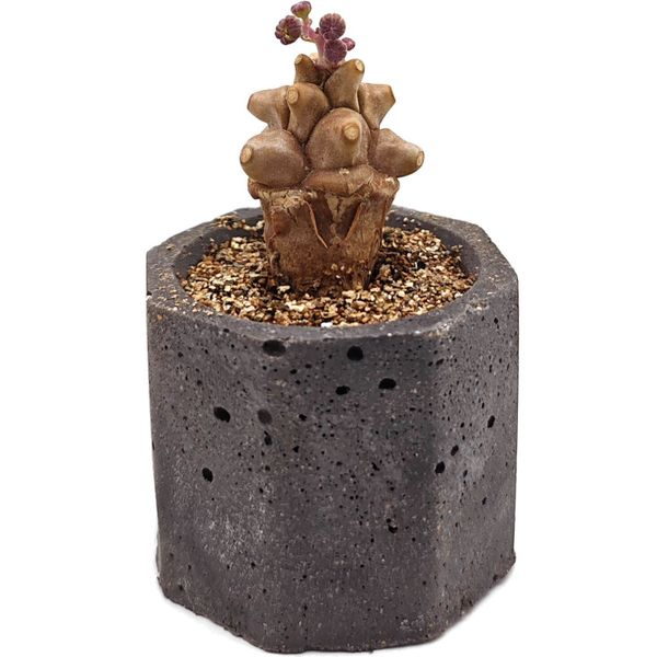 Суккулент Отонна Херри