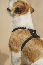 Шлейка "Пони-Макарони" Черная