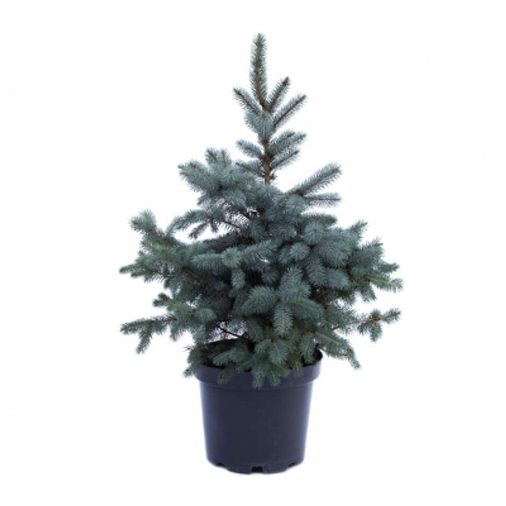 Ель Picea Pung Super Blue 38/90 см