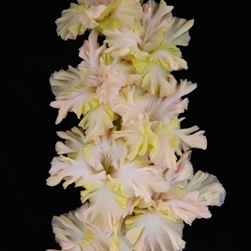 Гладиолус крупноцветковый Чародейка