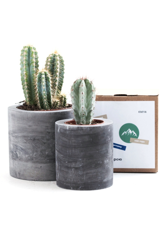 Друзья кактусы в темных бетонных кашпо