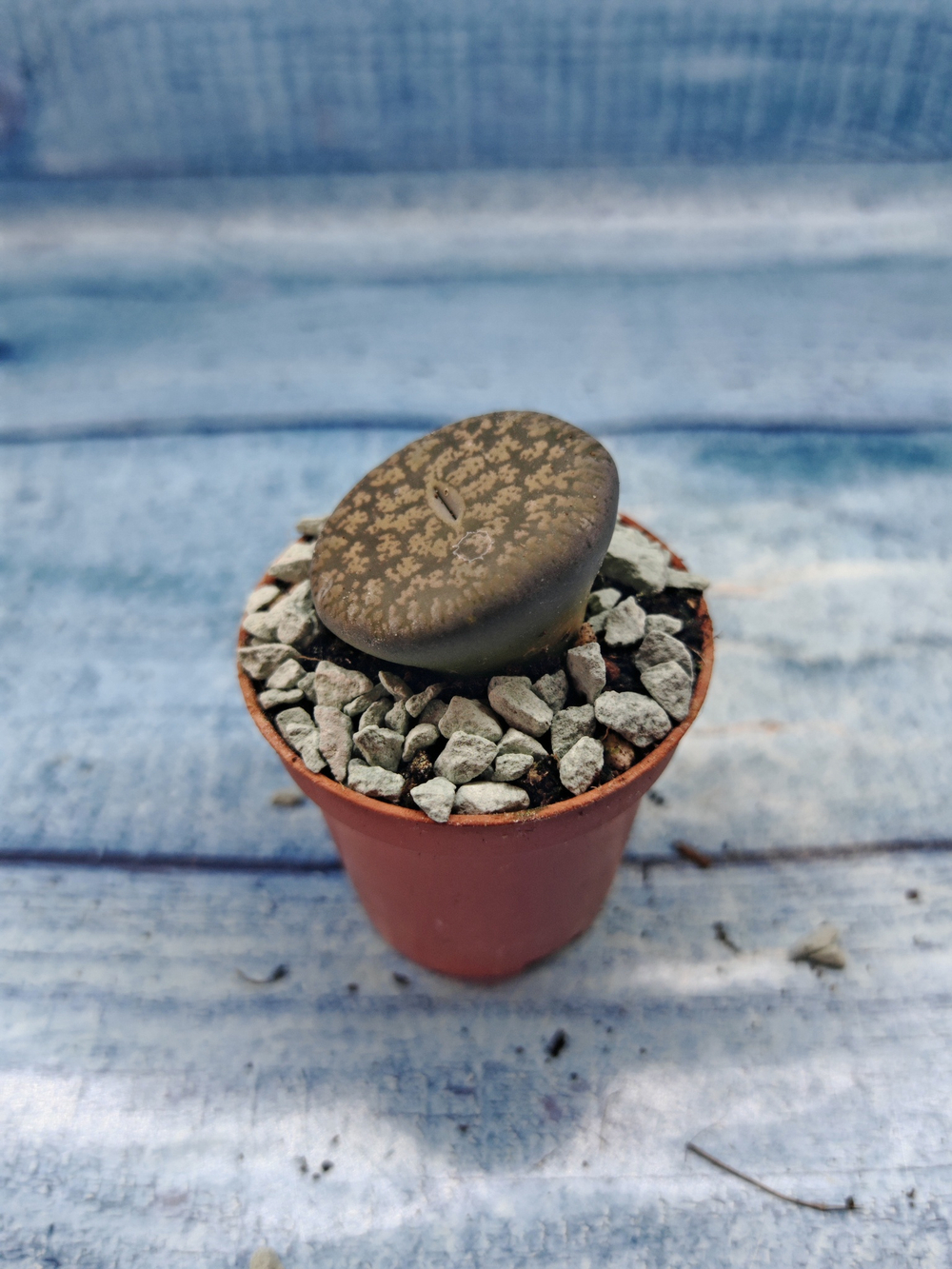 Lithops sp. (Литопсы)