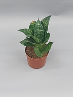 Сансевиерия Тайгер Стар