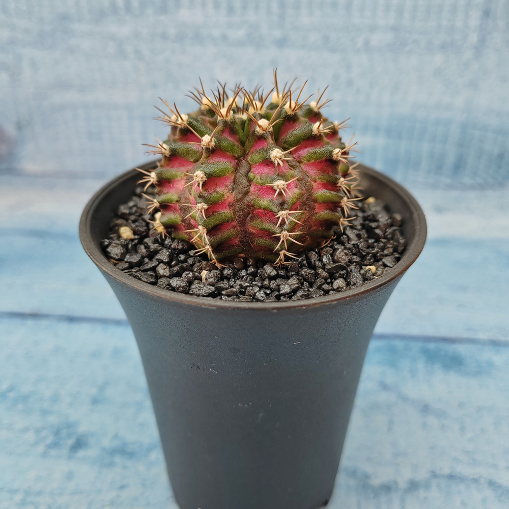 Gymnocalycium T-Rex Pink hybride (Гимнокалициум T-rex)