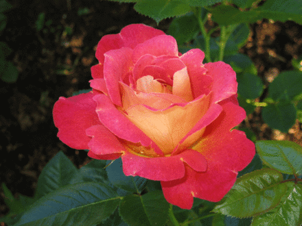 Декор Арлекин