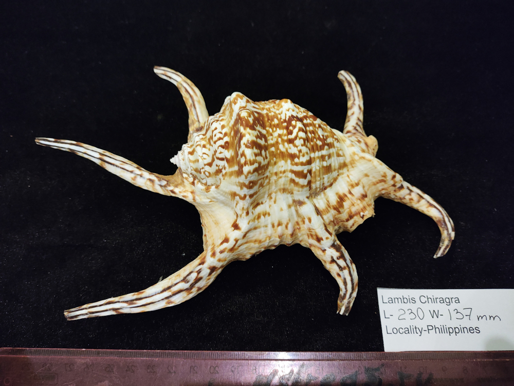 Лямбис Хирагра "200-230мм"