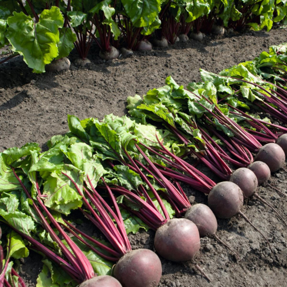 Свекла Пабло F1 (10гр)  Витагрин Профи