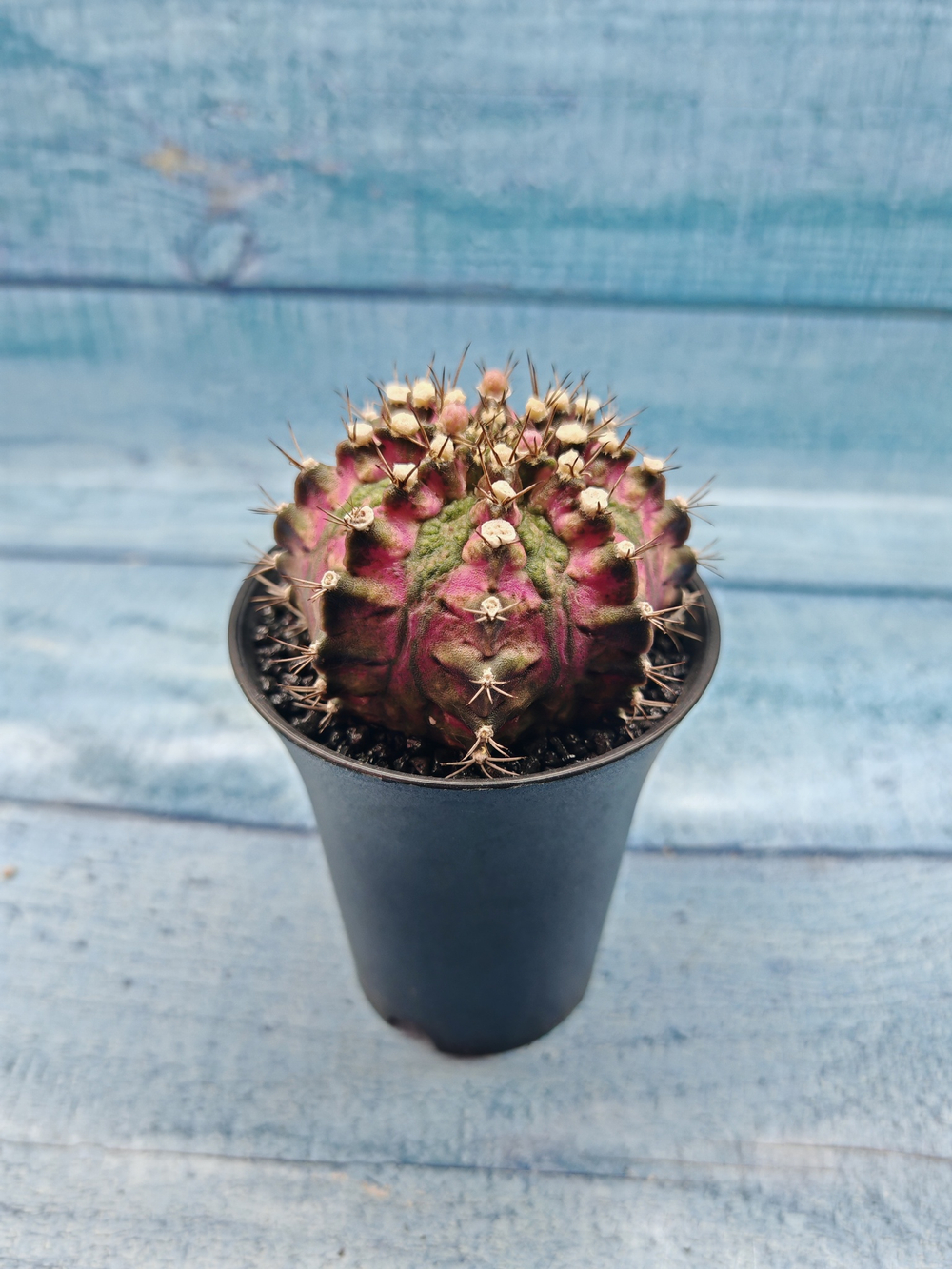 Gymnocalycium T-Rex Pink hybrid (Гимнокалициум T-rex)