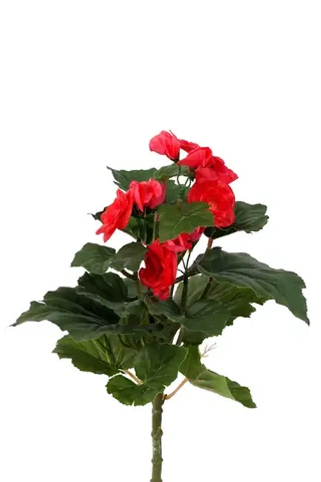 Бегония цветущая малая