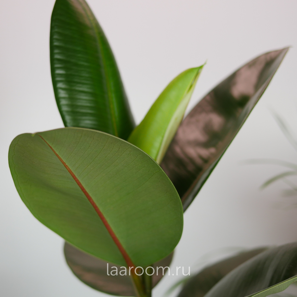 Фикус Эластика Робуста 17/50