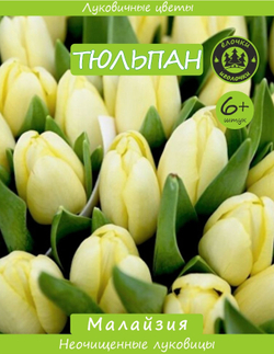 Тюльпан Луковица, Малайзия, 6+ шт