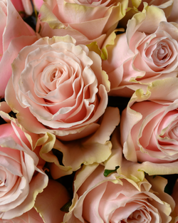 Монобукет розовый