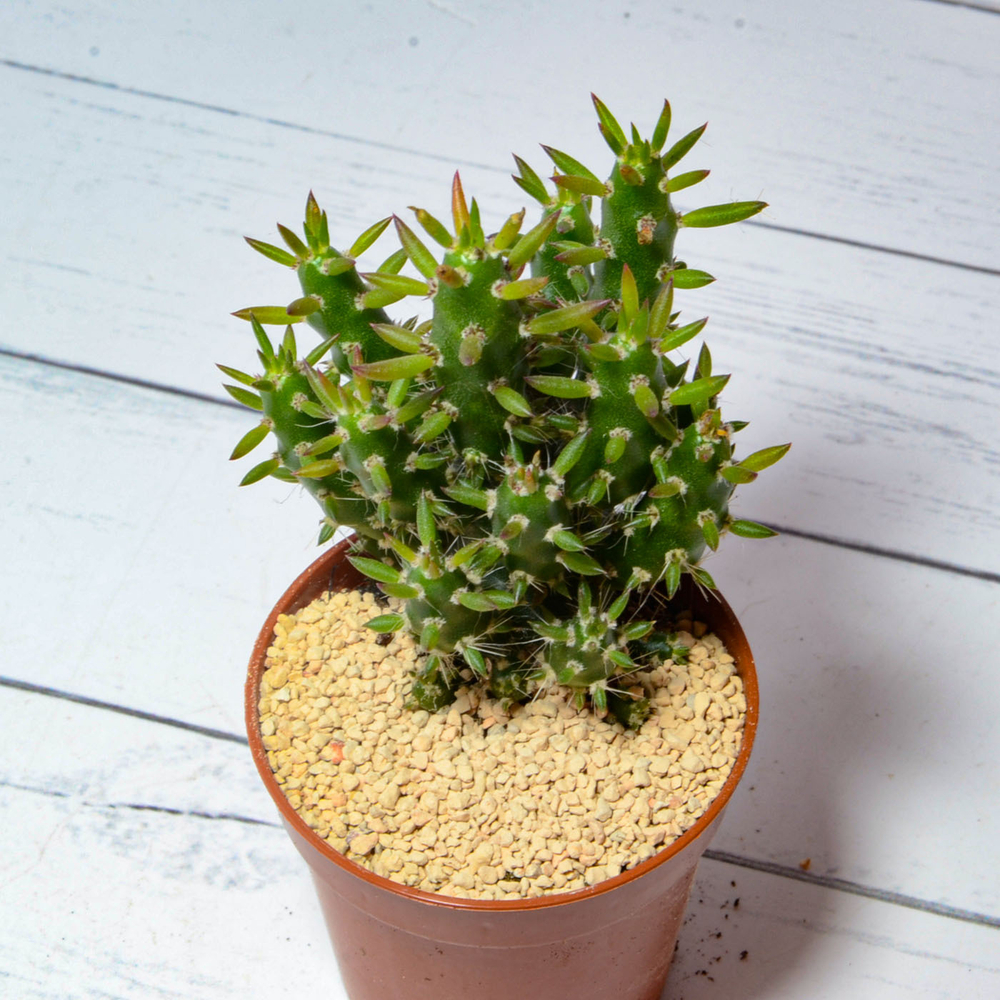 Opuntia Subulata (Опунция)