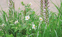 What Grows Together: Fail-Safe Plant Combinations for Every Garden