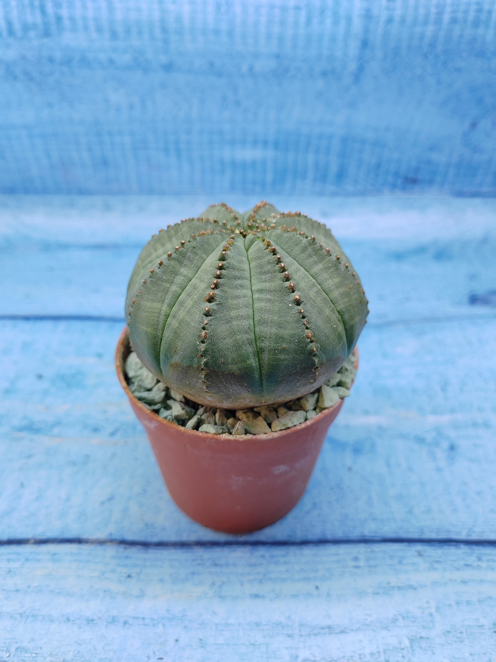 Euphorbia Obesa (Эуфорбия)