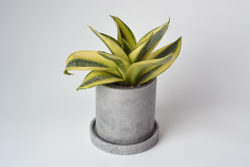 Сансевиерия Ханни Голден / Sansevieria Honey Golden