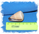 Конус флавидус, Conus flavidus размер