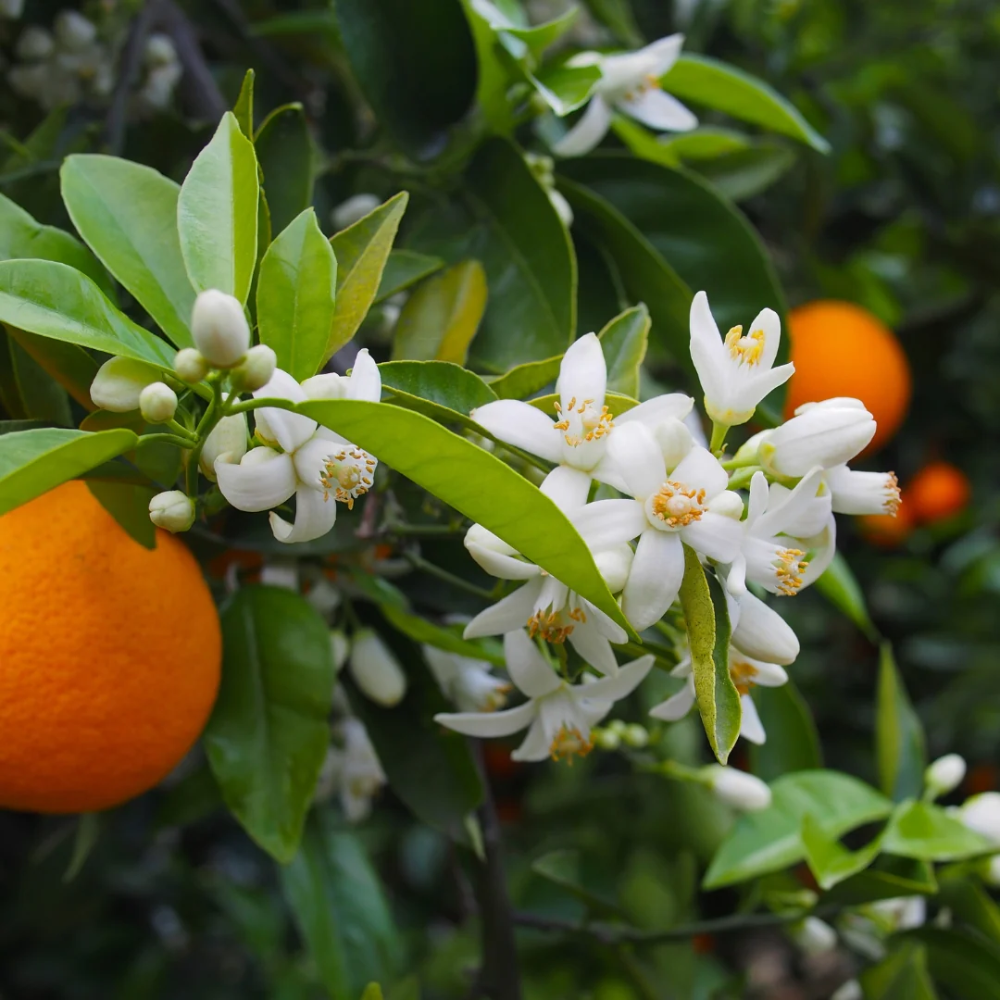 Нероли (Neroli)