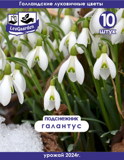 Подснежник Луковица цветов, 10 шт