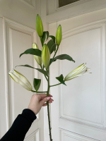 Лилия белая