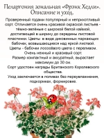 Пеларгония Фрэнк Хедли герань пёстролистная