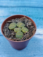 Lithops sp. (Литопсы)