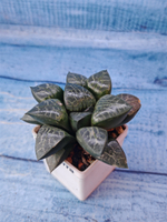 Haworthia Bayeri x Comptoniana (Хавортия)