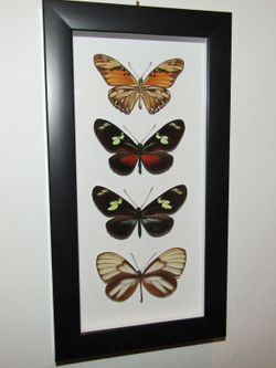 Бабочки Геликониды в рамке