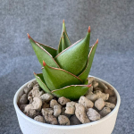 Сансевиерия TOWER DWARF