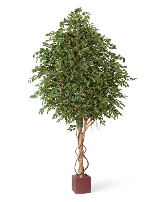 Фикус Бенджамина Гигантский