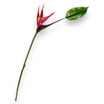 Цветок стрелиции розовый с листом малый