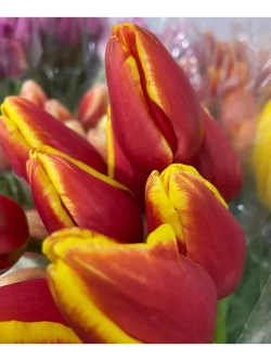 Тюльпаны,луковицы сорт Денмарк, Микс (4штуки)