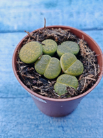 Lithops sp. (Литопсы)