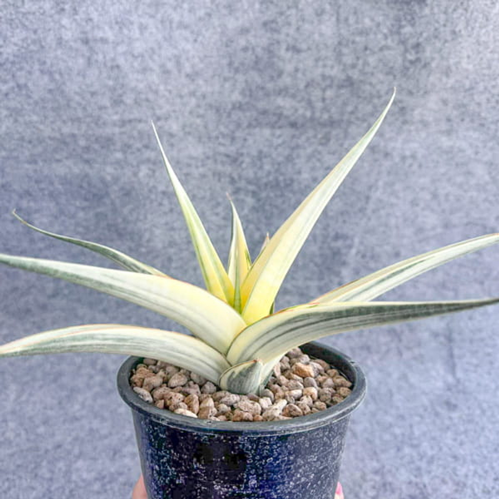 Сансевиерия SNOW WHITE VAR