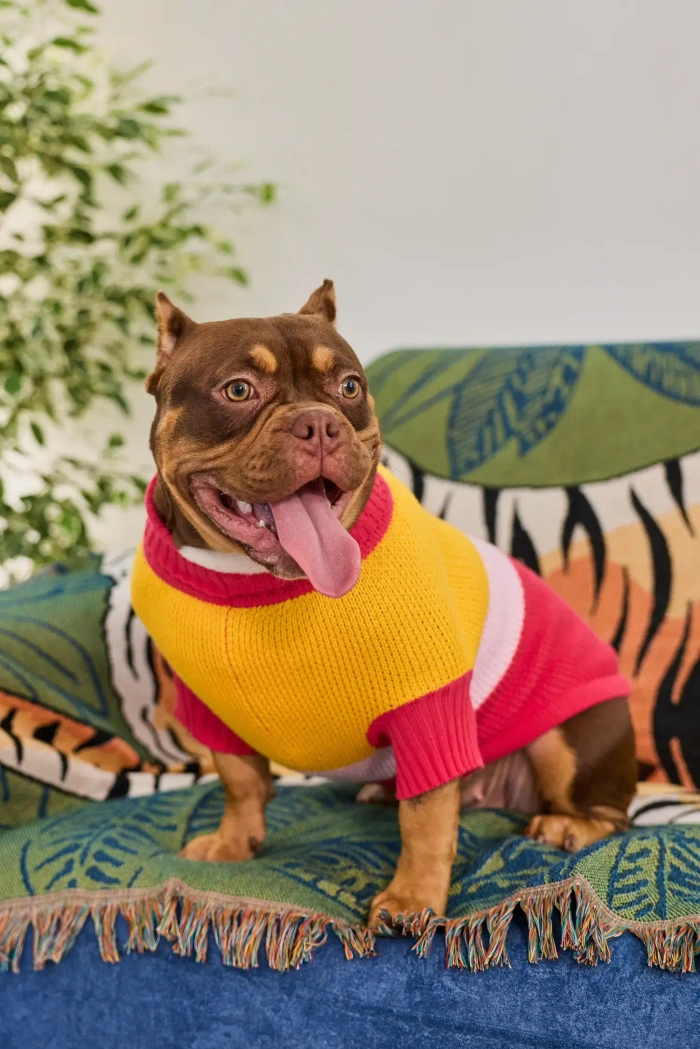 Для собачки