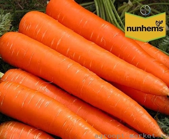 Каданс F1 семена моркови нантской (Nunhems / Нюнемс) – фото 2