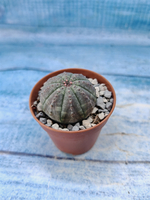 Euphorbia Obesa (Эуфорбия)