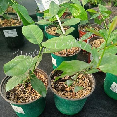 Лимон Пандероза (горшок 1.5л)