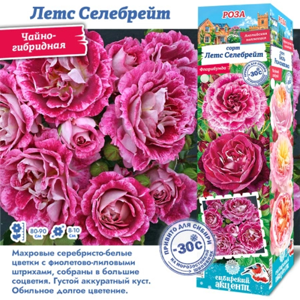 Роза Летс Селебрейт (Чайно-гибридная)