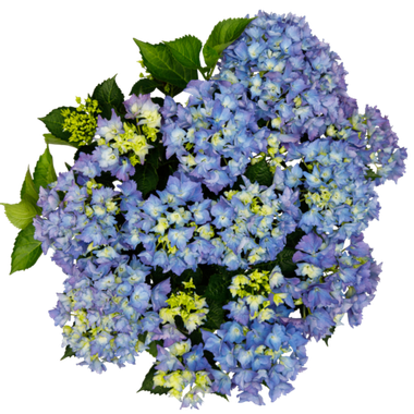 Гортензия крупнолистная (Macrophylla) Happy Blue 5 шт.
