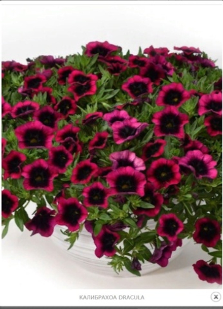 ЕВРО Калибрахоа Caliloco Dracula укоренный черенок ОКС Koh март