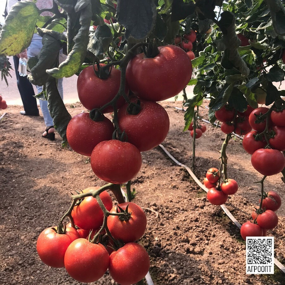 АТТИЯ F1 семена томата (Rijk Zwaan | Alexagro) – фото 7