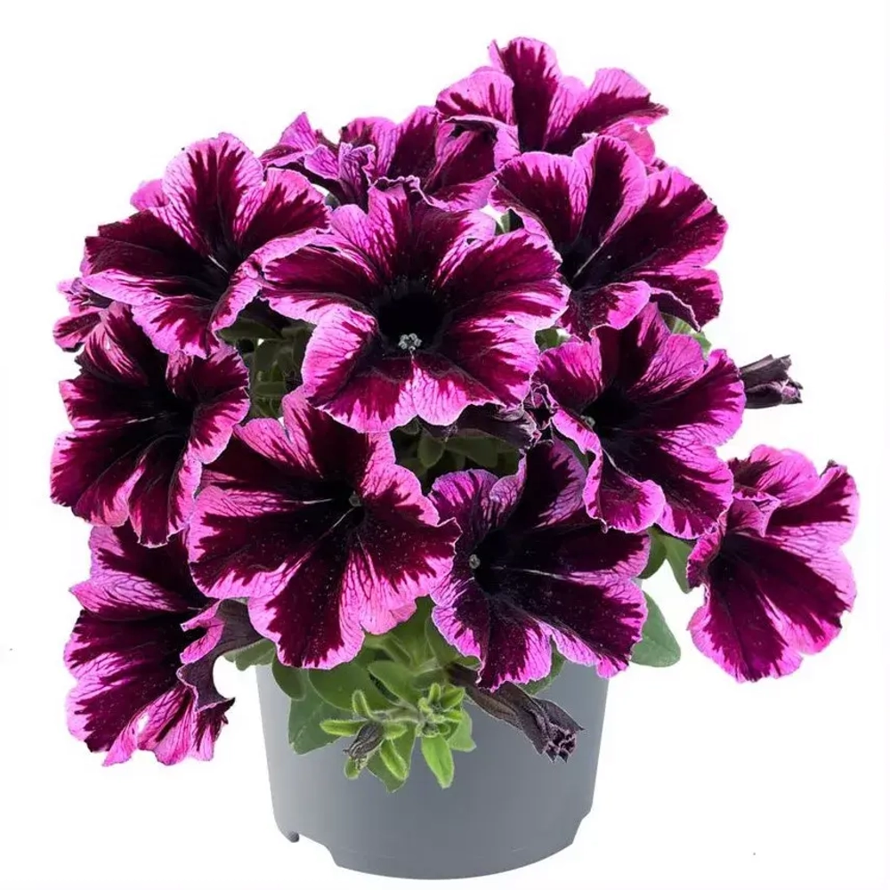 Петуния CRAZYTUNIA Cosmic Pink