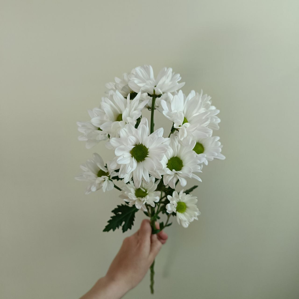 Хризантема кустовая "Бакарди" белая